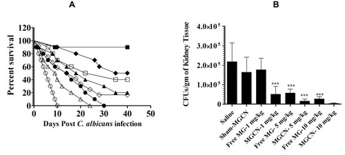 Figure 7 Treatment with MGCN showed the highest antifungal activity against C. albicans. (A) Mice infected with C. albicans (7 × 105 CFUs/mouse) were treated with 1, 5 and 10 mg/kg of MG or MGCN on days 1, 3 and 5 postinfection. Mice were observed for 40 days to monitor their survival. Saline (○), SCN (●), Free MG-1 mg/kg (∆), MGCN-1 mg/kg (▲), Free MG-5 mg/kg (♦), MGCN-5 mg/kg (♦), Free MG-10 mg/kg (□), MGCN-10 mg/kg (■). Saline vs SCN (P=0.0064), Free MG-1 mg/kg vs MGCN-1 mg/kg (P=0.0284), Free MG-5 mg/kg vs MGCN-5 mg/kg (P=0.0298), Free MG-10 mg/kg vs MGCN-10 mg/kg (P=0.0258). (B) On day 4, three mice from each group were sacrificed and their kidney was taken to make tissue homogenate. The kidney tissue homogenate was cultured to determine the fungal load. A P value <0.05 was considered to be significant. *** (P<0.001).