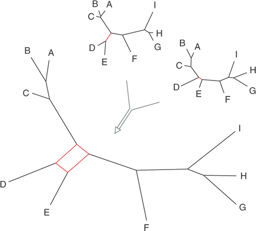 Fig. 6. Consensus networks are useful to visualize conflict between two or more trees in a single graph.