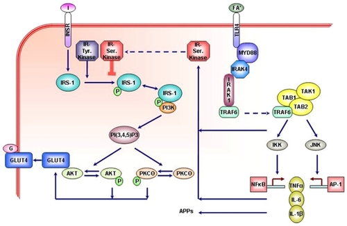 Figure 1 The interaction between insulin signaling and fatty acids in the synthesis of pro-inflammatory cytokines and inflammatory markers.