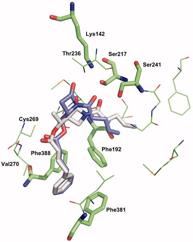 Figure 6. Binding mode 1 of 1a and 2a in the active site of hFAAH. Hydrogens were removed for clarity.