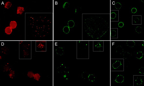 Figure 4.  Fluorescence micrographs (mid-plane cross-sections) showing echinocytic human erythrocytes treated with CTB plus anti-CTB prior to staining for either CD47 or CD59. The CTB and CD47 signals from the same fields are indicated in (A) and (B), respectively. In insets spread flake-like membrane. (C); cells stained for CD47 only. Similarly, CTB and CD59 signals from the same fields are indicated in (D) and (E), respectively. (F); cells stained for CD59 only. Cells were incubated with A23187 (2 µM, 20 min, 37°C) plus calcium to induce echinocytosis. Cells were fixed with PFA (5%) and GA (0.01%).