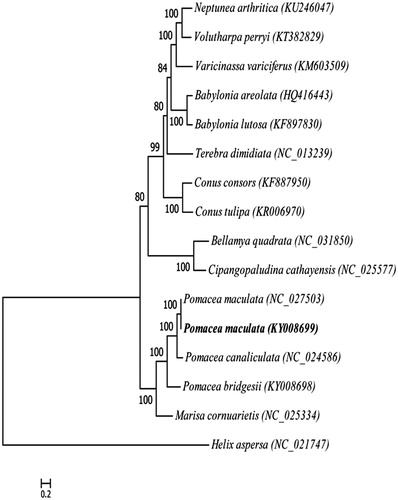 Figure 1. Phylogenetic tree generated by the maximum-likelihood method based on the complete mitochondrial genomes of 15 species of Caenogastropoda, using Helix aspersa as outgroup. The published sequences in GenBank adopted are Neptunea arthritica (KU246047), Volutharpa perryi (KT382829), Varicinassa variciferus (KM603509), Babylonia areolata (HQ416443), Babylonia lutosa (KF897830), Terebra dimidiate (NC_013239), Conus consors (KF887950), Conus tulipa (KR006970), Bellamya quadrata (NC_031850), Cipangopaludina cathayensis (NC_025577), Pomacea maculate (NC_027503), Pomacea maculate (KY008699), Pomacea canaliculata (NC_024586), Pomacea bridgesii (KY008698), Marisa cornuarietis (NC_025334), Helix aspersa (NC_021747).