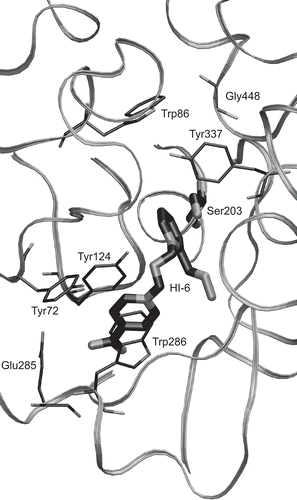 Figure 2.  Detail of 2GYU active site with the most important residues participating in reactivator binding displayed. The reactivator (HI-6) itself and the catalytic Ser203 are highlighted with bolder tubes.