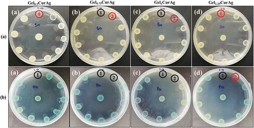Figure 8. The bactericidal and inhibitory effects against (a) S. aureus and (b) P. aeruginosa of different concentration of (a) Gel0.5CurAg, (b) Gel0.75CurAg, (c) Gel1CurAg and (d) Gel1.25CurAg (MIC [inhibitory] – red; MBC [bactericidal] – black).