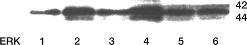 Figure 4. Western blot analysis illustrating the activity of the Raf-MEK-ERK intracellular pathway (ERK1 and 2) in response to PMMA particle challenge for 15 and 45 min (lanes 2 and 4). Similar challenges were repeated after 1 h of pretreatment with 150 μM cerivastatin (lanes 3 and 5). Monocytes were pretreated with UO-126 followed by PMMA challenge for 45 min (lane 6).
