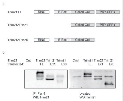 Figure 2. TRIM21 interacts with Par-4 via its PRY-SPRY domain. HCT-116 cells were co-transfected with Par-4 plasmid and different TRIM21 constructs for 48 hrs. Par-4 was immunoprecipitated from whole cell lysates using anti-Par-4 antibody and protein G magnetic beads. The proteins were eluted from the beads and a western blot analysis is performed using anti-TRIM21 antibody. (a) A diagram representing the various TRIM21 constructs that were used (b) Western blots demonstrating that when co-transfecting with the TRIM21 construct that does not contain the PRY-SPRY domain, TRIM21 does not interact with Par-4; in contrast, when co-transfecting with the TRIM21 constructs that contain the PRY-SPRY domain, TRIM21 does interact with Par-4.