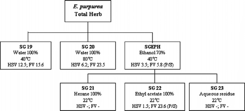 Figure 1. Fractionation scheme for E. purpurea. herb. Numbers in boxes represent MIC100 values (µg/ml) in the antiviral assays. HSV, herpes simplex virus; FV, influenza virus; P/S, presence of photosensitizer.