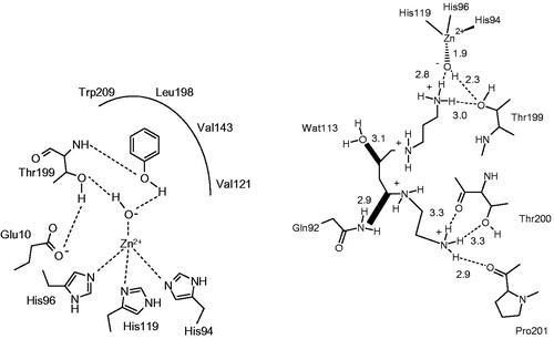 Figure 5. The first compounds which inhibit CAs by anchoring to the zinc-coordinated water molecule: (A) Phenol 24Citation103; (B) Spermine 25Citation104.