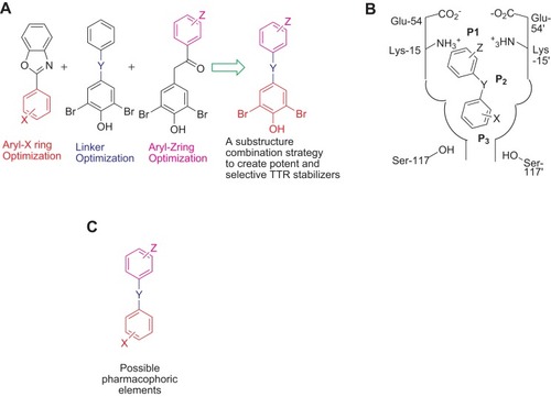 Figure 3 The substructure-combinational strategy is used for producing potent and selective ATTR inhibitors (A). The binding model is indicated within the T4-binding pockets (B). The indicated structure may be considered as the possible pharmacophoric elements (C), and the alternative substitutions may be showed as Z, Y, and X.