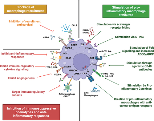 Figure 2. Harnessing macrophages to enhance current and future therapies. Macrophages can be harnessed to hone an anti-tumour immune response via several therapeutic strategies. The left side summarises approaches to inhibit macrophages and their pro-tumour functions. Top left: treatment approaches blocking recruitment and survival of macrophages. Bottom left: strategies focusing on inhibiting immunosuppressive functions of macrophages and re-educating TAMs into anti-tumour effectors. The right side summarises current treatment approaches that stimulate a pro-inflammatory TAM response, including stimulation through multiple cell-surface receptors and the creation of CAR-M with enhancing cancer killing abilities. Created with BioRender.com