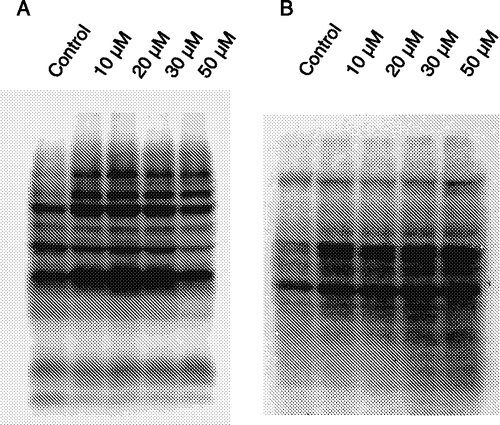 Figure 5 Effect of fisetin on protein phosphorylation levels. Cells were treated with fisetin (10, 20, 30 and 50 μM), and the tyrosine (A) and threonine (B) phosphorylations were evaluated by immunoblotting. One representative immunoblot of three independent experiments is presented.