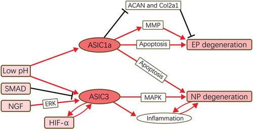 Figure 2. Functional pathways of ASICs in IVDD.ASIC1a mediates the degeneration of EP and NP by regulating the cellular metabolism and apoptosis process. ASIC3 promote the degeneration only in NP possibly via MAPK pathway and its pro-inflammatory function. Low pH is an acceptable up-stream promoter for ASICs’ expression, and SMAD, NGF, and HIF-1α are reported to be the regulator of ASIC3 in IVDD.