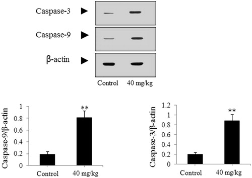 Figure 11. Effect of DDMN on expression of caspase-3 and caspase-9 in the SGC-7901 cells-caused xenograft model. **p < 0.01, compared with the control.