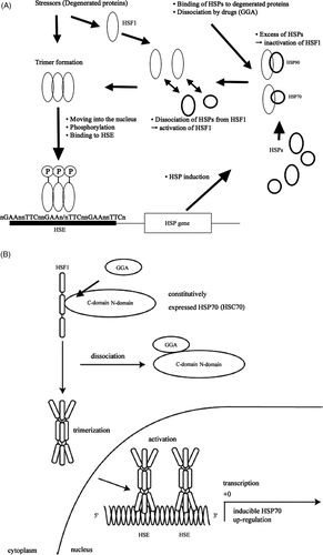 Figure 1. (A) Regulation mechanism of HSP. Environmental stresses (stressor) induce heat shock transcription factor (HSF), mainly HSF1. Under unstressed conditions, HSF1 binds to Hsp90 or Hsp70, and HSF1 is inactivated. Under stressed condition, Hsp90 or Hsp70 dissociates from HSF1 to bind to degenerated proteins for assistance of their folding. Free HSF1 can be activated followed by trimerisation and phosphorylation, and obtains ability to move into the nucleus to bind to HSE. (B) Hsp70 induction by drug (GGA). The heat shock transcription factor HSF1 is suppressed by binding of constitutively expressed Hsp70 (HSC70) through its C-domain in the cytosol under normal conditions. GGA binds to the C-domain of the Hsp70, resulting in dissociation of the Hsp70 from HSF1. Then HSF1 is activated and the trimers can be formed. The activated HSF1 moves into the nucleus from the cytosol and HSF1 binds to HSE.