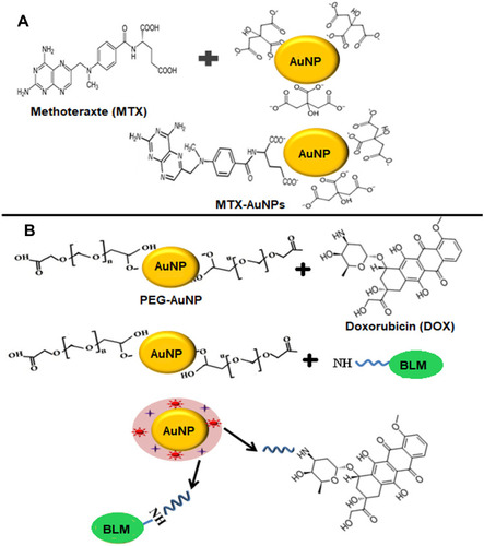 Figure 7 (A) Direct conjugation of AuNPs with methotrexate drug (MTX). Methotrexate molecule possesses two amine and carboxylic groups and exchanges citrate ions present on the surface of citrate capped AuNPs to form MXT-AuNPs. (B) Surface modification of AuNPs with PEG for conjugation of Doxorubicin (DOX) and Bleomycin (BLM). During the conjugation reaction, carboxylic groups on PEG forms amide bonds with amino groups present on BLM and DOX.