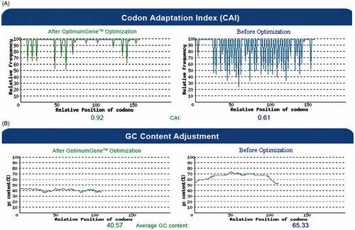 Figure 2. The distribution of codon usage frequency along the length of the HCVpc (CE6NE4) gene sequence before (right) and after (left) optimization for expression in N. tabacum. (A) The corresponding nucleotide alterations increased the codon adaptation index (CAI) value from 0.61 to 0.92 (the frequency of the non-optimized bases is decreased after optimization). The value of 100 is set for the codon with the highest usage frequency. (B) The corresponding nucleotide alterations reduced the GC content from 65.33 to 40.57.
