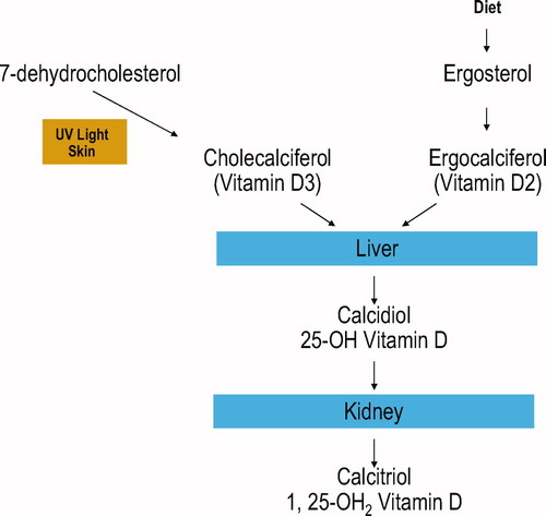 Figure 1.  Types of Vitamin D.