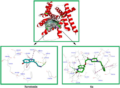 Figure 13. Serotonin and compound 6a showed interactions with residues at the active site of 5-HT1AR, and were superimposed in the serotonin-binding pocket of 5-HT1AR.