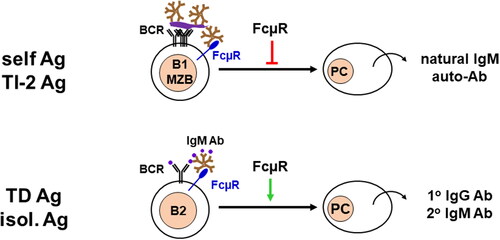 Figure 2. Dysregulated antibody responses. FcµR plays a distinct regulatory role in immune responses depending on the forms of antigens. For cell corpse containing self-antigens, particulate bacteria-associated polysaccharides, and proteins, or TI type2 antigens, FcµR inhibits their antibody reposes as the consequence of multiple BCR cross-linkages (top). On the other hand, for isolated proteins or TD antigens, FcµR enhances the antibody responses as the result of a limited number of BCR cross-linkages.
