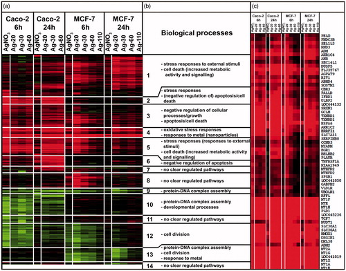 Figure 6. Heatmap of hierarchically clustered DEGs (dendrogram not shown). (A) Each group is given as an average of triplicates with a 2FC threshold. Each row represents a probe for a specific gene and the color and intensity of the color indicates the up- (i.e. red) or downregulation (i.e. green) of this gene. (B) Biological pathways connected to the 14 clusters. (C) Magnification of cluster 4.