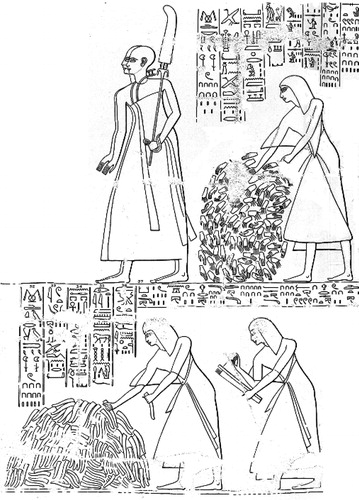 Figure 5. Counting of hands and phalluses in Medinet Habu. From CitationBreasted (1932).