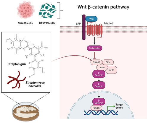 Figure 4 Anticancer activities of streptonigrin-transfected SW480 cells and HEK293 cells. Streptonigrin interferes with the complex formation of β-catenin/Tcf with DNA by downregulating β-catenin/Tcf signaling by blocking the upstream GSK-3β.