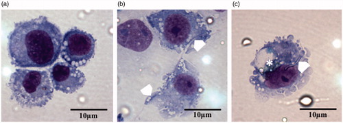Figure 7. Representative images of differentiated THP-1 macrophages treated with and (a) vehicle control, (b) 2.5 μg/cm2 of UICC chrysotile B, or (c) Brake debris. Image (a) shows the normal cellular appearance of an activated macrophage with no particulates. The white chevrons on image (b) show the presence of a long chrysotile fiber which penetrates two macrophages. Image C shows the presence of a short chrysotile fragment (white chevron) fully internalized by a macrophage as well as the presence of resin matrix held within a large vacuole (*). All images at ×100 magnification.