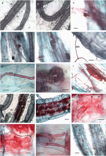 Figure 1. Dark septate endophyte, arbuscular mycorrhizal colonization and root structure of potato. (a & b) Root segments with root hairs. Bar = 1.2 mm & 1.2 mm, respectively; (c-i) portions of roots showing DSE colonization. Bar = 300μm, 100μm, 100μm, 100μm, 50μm, 50μm, & 150μm, respectively; (j-o) roots showing AMF structures. Bar = 1.2mm, 300μm, 50μm, 75μm, 50 μm & 100μm, whereas; rh-root hairs, ms-microsclerotia, dsh-dark septate hyphae, ar-arbuscules, ich-intracellular hyphae and v-vesicles.