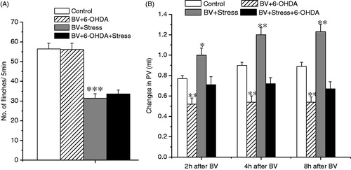 Figure 4. Effect of systemic treatment of 6-OHDA on BV-induced PSN and inflammation under acute restraint stress. Panel A shows the effect on the inhibition of BV-induced SPFR produced by acute stress; Panel B shows the effect on the enhancement of BV-induced increase in PV produced by acute stress. Rats in Control groups were those treated with BV + Vehicle. One way ANOVA analysis shows that systemic 6-OHDA had no effect on acute stress-induced anti-nociceptive effect, but reversed partially pro-inflammatory effects. *p < 0.05, **p < 0.01, ***p < 0.001, compared with Control group. Values are mean ± SEM. One-way ANOVA with Tukey’s post-hoc tests, n = 10 for Control group; n = 8 for BV + 6-OHDA group; n = 10 for BV + Stress group; n = 9 for BV + Stress + 6-OHDA group.