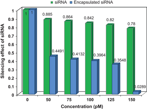Figure 7. Silencing effect of siRNA-loaded MNPs. Comparison of the gene silencing effect of naked siRNA and encapsulated siRNA shows the efficiency of synthesized complex as delivery system.