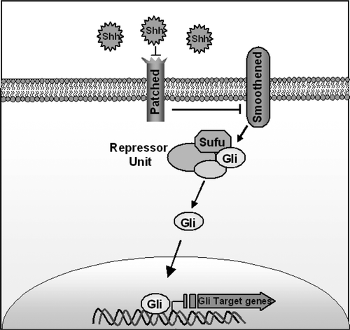 Figure 3.  Diagram of the Sonic Hedgehog pathway. Sonic Hedgehog binds to the Ptch receptor, this relieves inhibition of Smoothened. Downstream this causes upregulation of Gli zinc finger transcription factors. SUFU is an intracellular molecule that forms a repressor unit that inhibits Gli activities.
