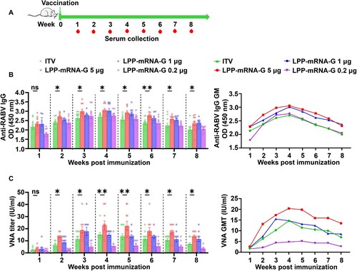 Figure 3. A single dose of LPP-mRNA-G vaccination induces high levels of antibody production in mice. (A) Vaccine immunization strategy. Groups of mice were immunized by intramuscular injection of 5, 1, or 0.2 µg of LPP-mRNA-G. A licensed commercial inactivated rabies vaccine (ITV) was included as a positive control and the same volume of PBS was injected as a placebo. Serum was collected for IgG and VNA testing for 8 consecutive weeks. The total IgG and VNA produced in PBS-inoculated mice were undetectable. (B) Detection of RABV IgG antibody by ELISA. One-way ANOVA was used to evaluate intergroup differences. ns, no significant difference; *, P < 0.05; **, P < 0.01. Error bars indicate means with SEM (n = 10). (C) VNA titers were measured using fluorescent-antibody virus neutralization (FAVN) assays. One-way ANOVA was used to evaluate intergroup differences. ns, no significant difference; *, P < 0.05; **, P < 0.01. Error bars indicate means with SEM (n = 10).