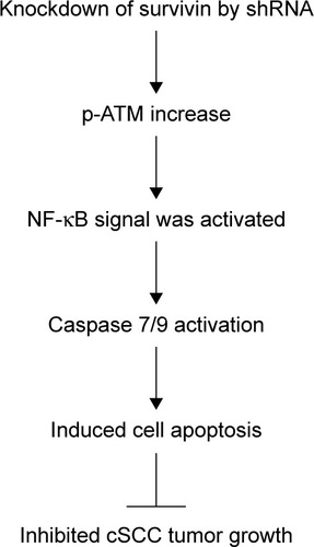 Figure 6 Working model of cell apoptosis induced by knockdown of survivin in cSCC.Notes: Knockdown of survivin in cancer cells induces an increase of phosphorylated ATM and thus activates NF-κB signaling. NF-κB translocates into nuclear and activates caspase 7/9, which promotes cell apoptosis. Therefore, cSCC tumor growth inhibited.Abbreviations: cSCC, cutaneous squamous cell carcinoma; p-ATM, phosphorylated ataxia-telangiectasia mutated; shRNA, short interfering RNA.