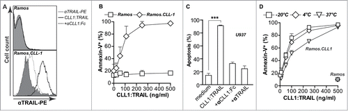 Figure 2. CLL1-resticted binding and apoptotic activity of CLL1:TRAIL. (A) Binding analysis of CLL1:TRAIL to Ramos (CLL1 negative) and Ramos.CLL1 (CLL1 positive) cells, with and without blocking with αCLL1:Fc using flow cytometry. (B) Target-restricted induction of apoptosis by increasing doses of CLL1:TRAIL was analyzed using Ramos and Ramos.CLL1. Apoptosis was analyzed using flow cytometric Annexin-V staining. (C) U937 (CLL1 positive) cells were treated with CLL1:TRAIL (250 ng/ml) in the presence or absence of αCLL1:Fc (2.5 μg/ml) or TRAIL neutralizing mAb2E5 (1 μg/ml) and apoptosis was determined using flow cytometric analysis of DioC6 staining. (D) CLL1:TRAIL was stored for up to 7 d in 5% FCS at −20°C, 4°C, and 37°C, after which CLL1-restricted activity was analyzed on the Ramos.CLL-1/Ramos cell line pair. Apoptosis was determined by Annexin-V staining. All graphs represent mean+SD. * p < 0.05, **p < 0.01, *** p < 0.001.