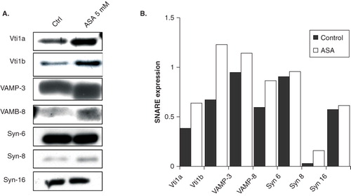 Figure 2. ASA regulates expression of endosomal SNARE proteins (A) Western blot analysis of endogenous Vti1a, Vti1b, VAMP-3, VAMP-8, Syn-6, Syn-8, and Syn-16 expression in control and ASA-treated DC2.4 cells. Lysates were prepared from control and ASA (5 mM)-treated primary DC, separated by 12% SDS-PAGE gel and immunoblotted using Vti1a, Vti1b, VAMP-3, VAMP-8, Syn-6, Syn-8, and Syn-16 specific antibodies. (B) Quantification of protein bands in ‘A’. Representative from three independent experiments is shown.
