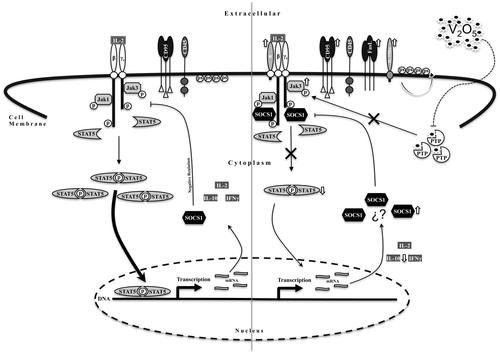 Figure 8. Schematic representation of V2O5 -induced toxicity mechanism. The left-hand side of the figure shows normal signaling pathways activated by IL-2 in NK-92MI cells (in relation to parameters evaluated here). On the right-hand side, graphic representation of effects of V2O5 on the IL-2-induced signaling pathways. Results demonstrated that V2O5 increased JAK3 phosphorylation via possible inhibition of protein tyrosine phosphatase (PTP), that resulted in a decrease in STAT5 phosphorylation. This decrease was also secondary to an increase in SOCS1 synthesis (mechanism of latter remains to be determined). The decrease in STAT5 phosphorylation results in a decrease in inflammatory cytokines synthesis. The increase in cell membrane receptors such as CD95, FasL and both α subunits of IL-2R and IL-15R could be a compensatory mechanism secondary to diminished proliferation signaling activity. Negative regulation of JAK3 phosphorylation mediated by CD45 remained unaltered. Phosphatidylserine translocation to the outside of the membrane was evident.