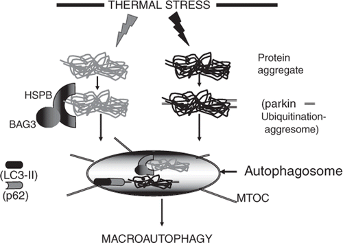Figure 2. Triggering of the macroautophagy response by stress induced protein aggregates. At least two pathways may be involved in sensing the presence of aggregates and directing them to the autophagosome. In the grey pathway, aggregates are sensed/bound by HSPB/BAG3 complexes and directed to the autophagosome. In the black pathway, aggregates are recognised by the ubiquitin E3 ligase parkin that sees aggregated proteins, polyubiquitinates them and leads to the formation of the aggresome. Aggresomes are translocated to the autophagosome located at the microtubule organising centre (MTOC). The polyubiquitin chains on the aggresome are then recognised by p62 which interacts with LC3 and triggers autophagy. Responses to stresses such as hyperthermia may involve a combination of the two pathways.