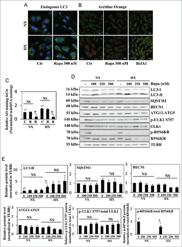 Figure 4. Autophagy in NP cells is unaffected by rapamycin treatment. (A) Immunofluorescence staining of endogenous LC3 in NP cells cultured under normoxia (NX) or hypoxia (HX), with or without rapamycin (500 nM) treatment shows hypoxia but not rapamycin increases LC3-positive puncta. Scale bar: 25 μm. (B) Acridine orange staining of NP cells shows increase in acidic puncta under hypoxia; no further increase is seen with rapamycin treatment. Scale bar: 35 μm. (C) Quantification of acridine orange signal (red) normalized to double-strand DNA signal (green) confirms there is no change in number of acidic compartments in NP cells treated with rapamycin. Bafilomycin A1 treatment, which inhibits acidification of lysosomes, was used as a negative control. (D) Western blot analysis of NP cells in either normoxia or hypoxia treated with an increasing dose of rapamycin (100, 250, 500 nM) shows no further increase of LC3-II with rapamycin treatment at all 3 doses. Similarly, levels of SQSTM1, BECN1, and ATG12–ATG5 are unaffected by rapamycin treatment. In addition, rapamycin does not change phosphorylation of ULK1 at Ser757, while completely abolishing phosphorylation of RPS6KB/p70S6K. (E) Densitometric analysis of multiple independent experiments confirms the western blot data. Values shown are mean ± SE from at least 3 independent experiments. NS, nonsignificant; Ctr, control; Rapa, rapamycin; BafA1, bafilomycin A1; *, p < 0.05.