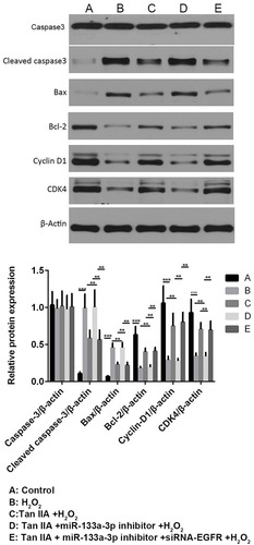 Figure 8 Tan IIA reversed H2O2-induced changes in the expressions of apoptosis and cell cycle-related proteins of H9c2 cells by miR-133a-3p/EGFR axis. The expression profile of cleaved caspase-3 and Bax showed the similar trends to cell apoptosis; while Bcl-2 showed the opposite trends. The expression profile of CyclinD1 and CDK4 exhibited the similar trends with that of cell cycle. **p<0.01, ***p<0.001.