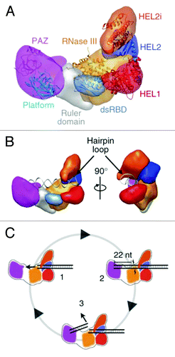 Figure 3. (A) Segmented map of human Dicer with crystal structures of homologous domains docked. (B) Model for pre-miRNA recognition. A pre-miRNA hairpin is modeled into the proposed binding channel of Dicer, with the stem-loop fit in the RNA-binding cleft of the protein. (C) Schematic for processive dicing in which dsRNA is translocated into the nuclease core (1). The PAZ domain (purple) recognizes the dsRNA end, positioning RNase III (orange) for cleavage (2). The siRNA product is released while the dsRNA substrate remains bound to the protein (3). Reprinted with permission from Lau et al.Citation44