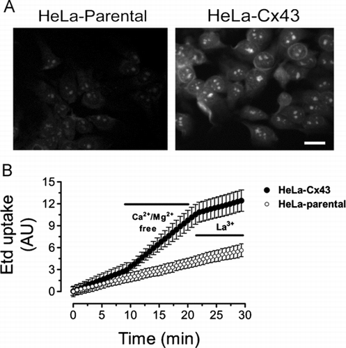 Figure 4 Removal of extracellular divalent cations increases the ethidium uptake in HeLa cells expressing Cx43 and the response is sensitive to a connexin hemichannel blocker. (A) Representative fluorescence photomicrography of the Etd (5 μ M) uptake in parental (HeLa-parental) or HeLa-Cx43 cells after 10 min exposure to a Ca2 +/Mg2 +-free solution (Ca2 +/Mg2 +-free). The Ca2 +/Mg2+-free solution was prepared in sterile-filtered Sigma water with no added divalent cations plus 5 mM EGTA, pH = 7.4. Bar = 20 μ m. (B) Representative time-lapse recording of the Etd (5 μ M) uptake in HeLa-parental or HeLa-Cx43 cells in control condition, bathed for 10 min with a solution lacking divalent cations (Ca2 +/Mg2 +-free) and after addition of 200 μ M La3 +. Cells were recorded at room temperature and pH = 7.4. Each point in the graph represents mean ± SEM of 20 cells.