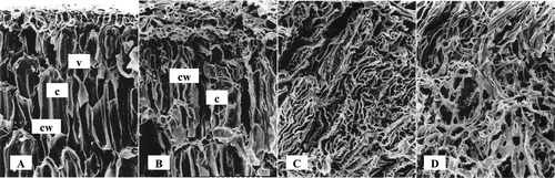 Figure 2 Scanning electron micrograph of fermented soybean. A: Control; B: 24 hr; C: 48 hr; D: 72 hr; cw: cell wal; c: cytoplasm; v: vacuole
