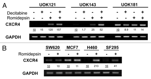 Figure 1. Romidepsin induced CXCR4 mRNA overexpression in human cancer cell lines. (A) CXCR4 expression levels were measured by semiquantitative RT-PCR in renal cancer cell lines UOK121, UOK143 and UOK181 treated with romidepsin (10 ng/ml) + verapamil (5 μg/mL) for 24 h, with or without decitabine (1 mM) daily for four days. (B) CXCR4 mRNA expression in SF295, H460, SW620 and MCF7cells treated with romidepsin (20 ng/ml for 24 h) + verapamil (5 μg/mL). GAPDH was used as the internal control. Numbers indicate fold increase of CXCR4 relative to the untreated cells. Representative results from three independent experiments are shown.