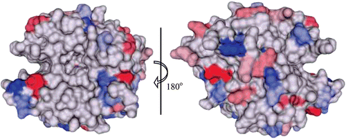 Figure 5.  Surface representation of conservation of hydrophilic amino acids among the catalytic α-CAs. The conserved residues are coloured in a gradient of red (negatively charged) and blue (positively charged), from dark (most conserved) to light (least conserved). Active site Zn2+ is shown as a magenta sphere. Figure was made using ChimeraCitation110.