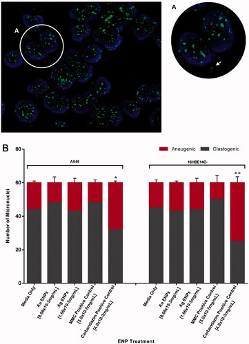 Figure 8. Clastogenic and aneugenic micronucleus staining in A549 and 16HBE14o− epithelial cells following 24-h exposure to the mid-range concentrations of Au and Ag ENPs. Post 24-h exposure to 8.68 × 10−3 mg/mL Au ENPs, (A) highlights a binucleated A549 cell displaying a micronucleus of aneugenic origin, loss of a whole chromosome, indicated by the green FITC fluorescence signal in the micronucleus identified by the white arrow. DAPI (blue) stain indicating cellular nuclei whilst FITC (green) fluorescence signifies the centromere. (B) displays the ratio of clastogenic and aneugenic events in micronuclei formation following 24-h exposure to the mid-range concentrations of Au and Ag ENPs. Data is presented as the mean ± SEM of three biological replicates. Significance in relation to the negative control is indicated as follows: *p ≤ 0.05, **p ≤ 0.01, and ****p ≤ 0.0001.