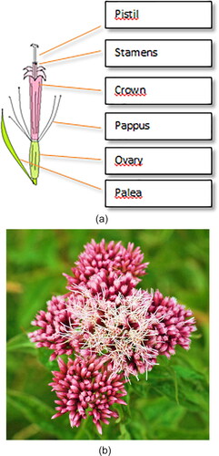 Figure 50. Structure of a floret and a floral head of E. cannabinum.