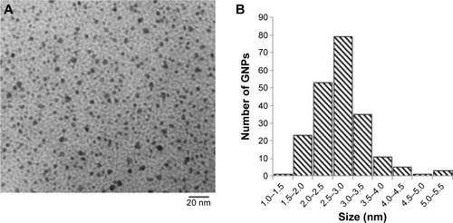 Figure 2 Characterization of Tio-GNPs.Notes: (A) TEM image of Tio-GNPs (scale bar =20 nm). (B) Diameter distribution of Tio-GNPs measured using TEM. Magnification: 100,000×.Abbreviations: TEM, transmission electron microscopy; Tio-GNPs, tiopronin-coated gold nanoparticles.