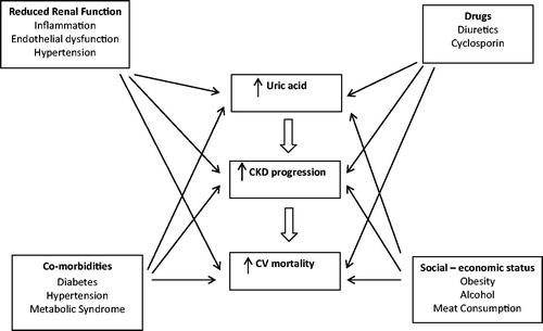 Figure 1. The complex interplay among hyperuricemia, chronic kidney disease (CKD), and cardiovascular (CV) mortality.