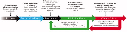 Figure 3. Potential adverse outcomes with respect to the sensitization and elicitation phases of allergy following exposure to immunotoxic agents. Adjuvant effects resulting from exposure prior to allergen sensitization can manifest as increased susceptibility to sensitization. Exposure concurrent to sensitization may lower the threshold of allergen exposure required to induce sensitization. Following sensitization to allergen, exposure to an immunotoxic agent either in the absence or presence of allergen may result in a lower threshold of exposure required to induce elicitation reactions or increased severity of elicitation symptoms. These effects may further increase susceptibility to elicitation reactions as result of physiological alterations such as compromised skin barrier integrity. Furthermore, isolated exposure to immunotoxic agents or concurrent to allergens in established allergic disease conditions may also contribute to the progression of chronic effects, such as airway remodeling, which can also further contribute to elicitation reactions.