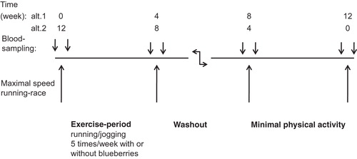Figure 1. Study design description. The figure shows the design for a participant who started with the exercise period (when read from left to right). The subjects were randomized to whether they started with exercise or with the period of little physical activity. During the exercise period participants were randomized to consume blueberries on exercise days, or to be asked not to make any changes in regular eating habits. Blood sampling was performed in the fasting state in the morning; running-races at maximal speed were performed in the evening at 6 p.m.